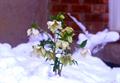 Helleborus Niger